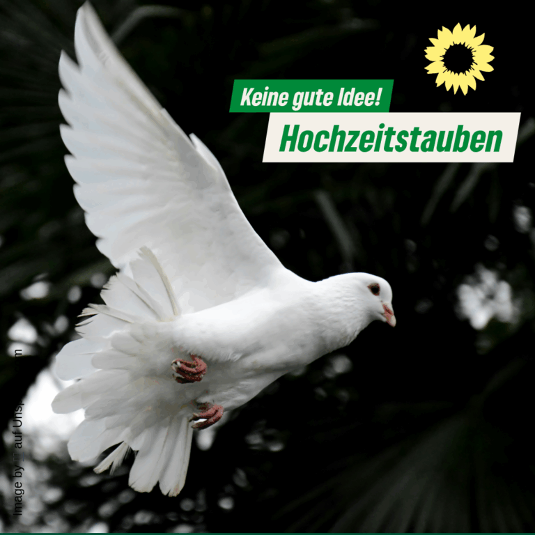 Rede unseres Fraktionsvorsitzenden Tobias Dondelinger zum Antrag „Keine Hochzeitstauben in Offenbach“