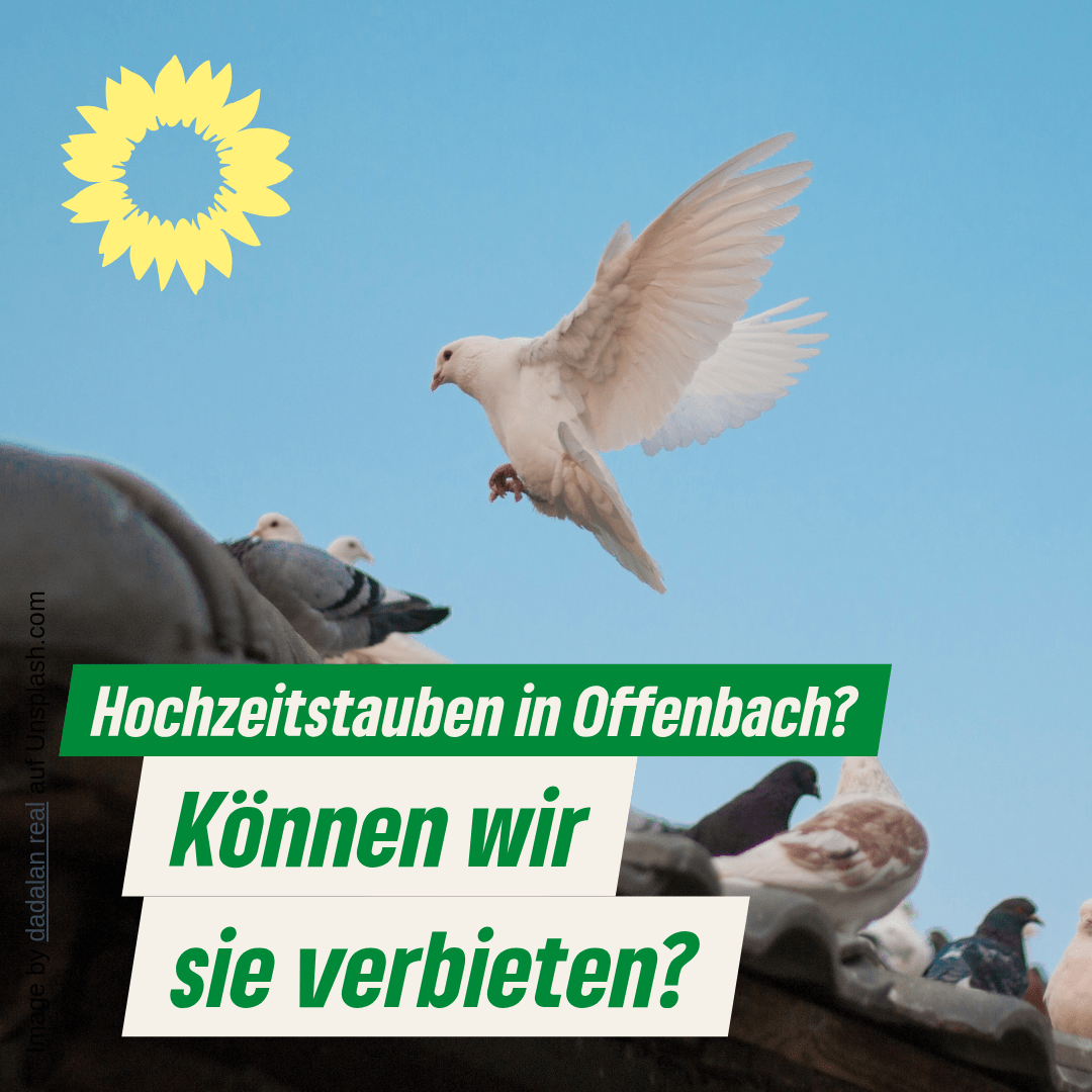 Hochzeitstauben