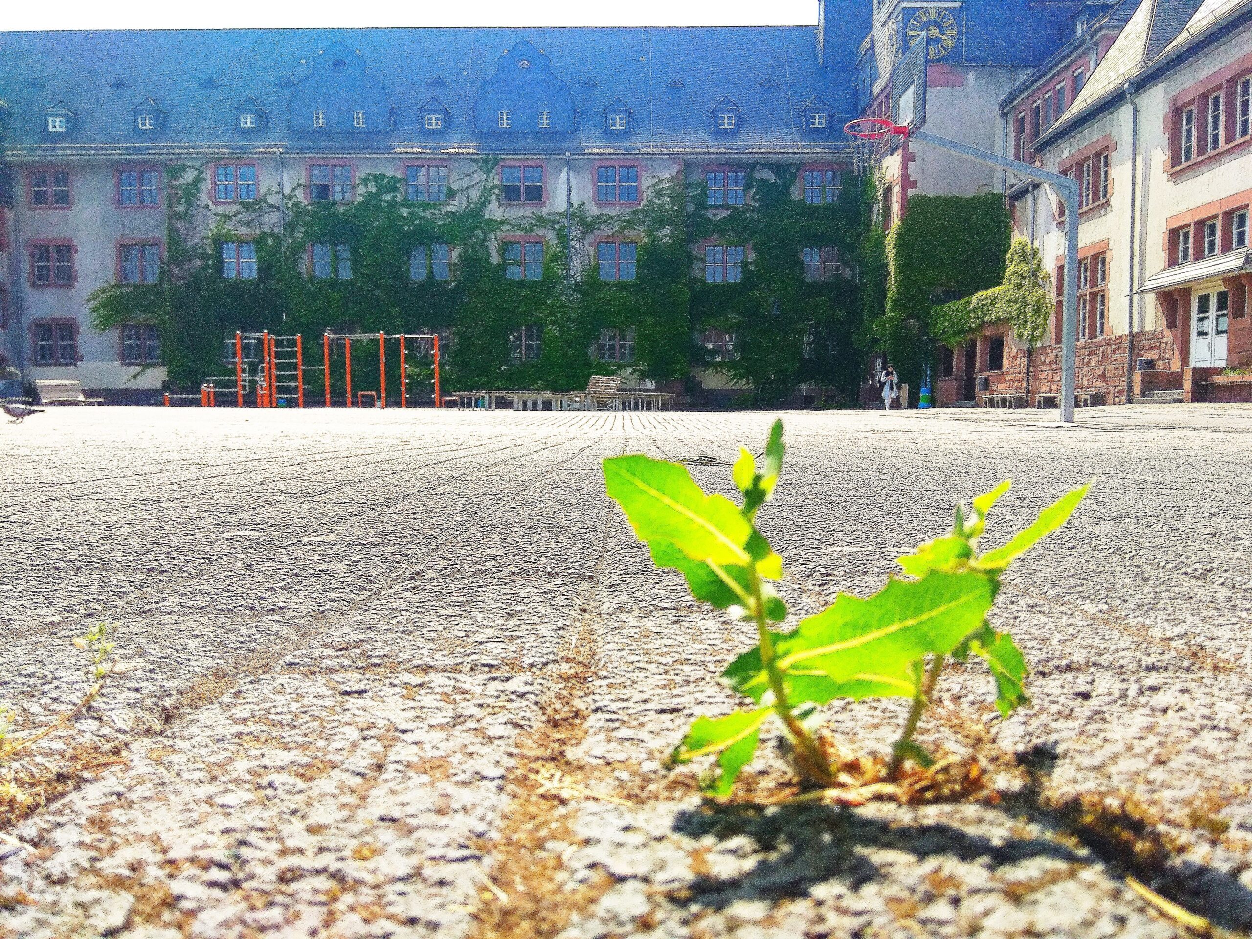 Foto Schulhof Albert-Schweitzer-Schule: eine Pflanze bricht durch die Fuge