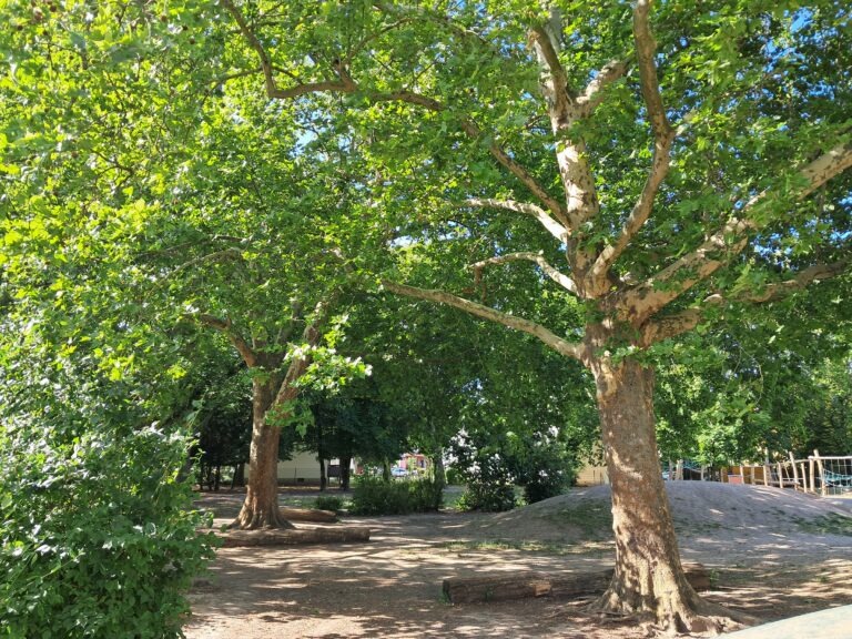 Grüne drängen auf Kühlung und Schatten bei Schulbauplanungen